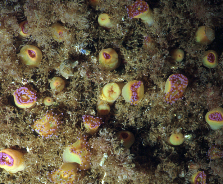 Jewel anemones encrusted on rock